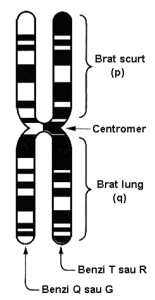cromosom