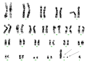 cromosom marker