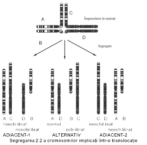 mecanism de segregare translocatie reciproca