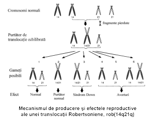 mecanism de segregare translocatie robertsoniana