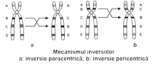 mecanism inversie