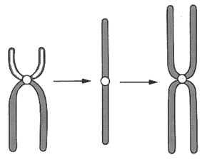 mecanism isocromosom