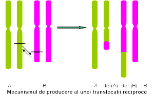 translocatie reciproca echilibrata